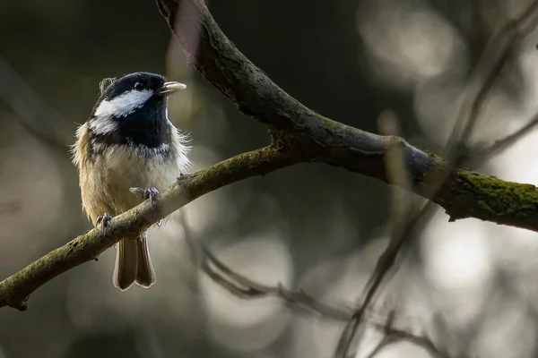 Пташеня Деревом Тлом Гарний Птах — стокове фото