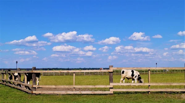 Cows Graze Fence Farm — Stock Photo, Image
