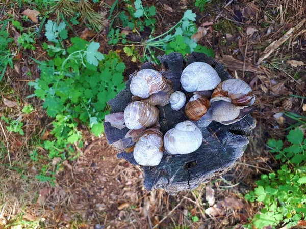 Caracoles Grandes Tocón Seco Bosque Granja —  Fotos de Stock