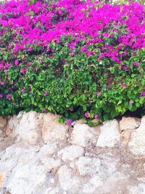  Bahçedeki pembe çiçekler