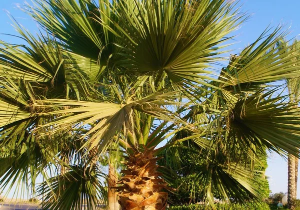 Palm Tree Front Building — Zdjęcie stockowe