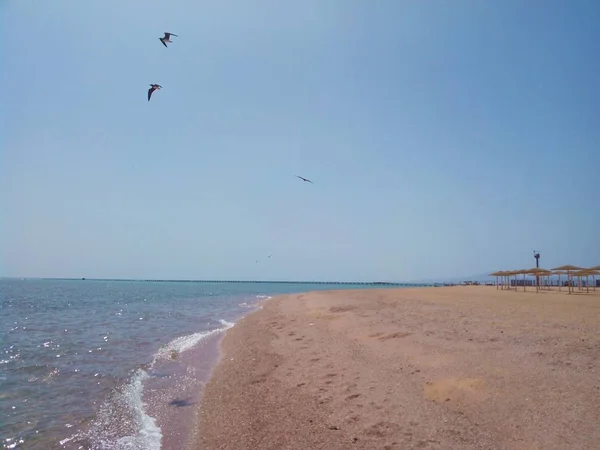 Seagulls Sandy Beach Egypt — Stock Photo, Image
