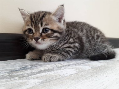 Güzel çizgileri olan İskoç bir kedi yavrusu.