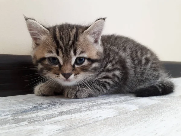 Güzel Çizgileri Olan Skoç Bir Kedi Yavrusu — Stok fotoğraf