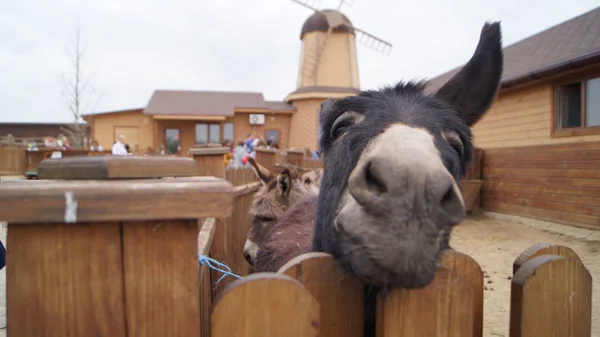 gray donkey with kind eyes and a funny face, trying to get out of the fence