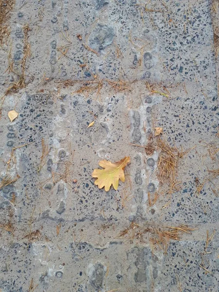 grunge wall background on which fallen autumn leaves and pine needles