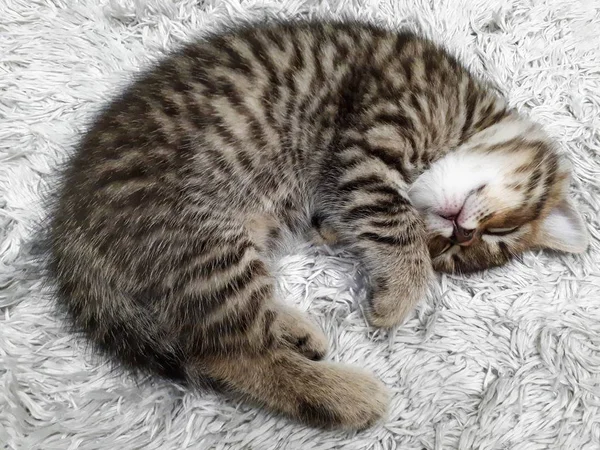 Gatito Duerme Sobre Una Suave Manta Caliente Gris Esponjosa Cuadros —  Fotos de Stock