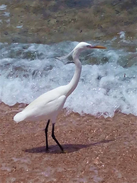 big white bird in the water