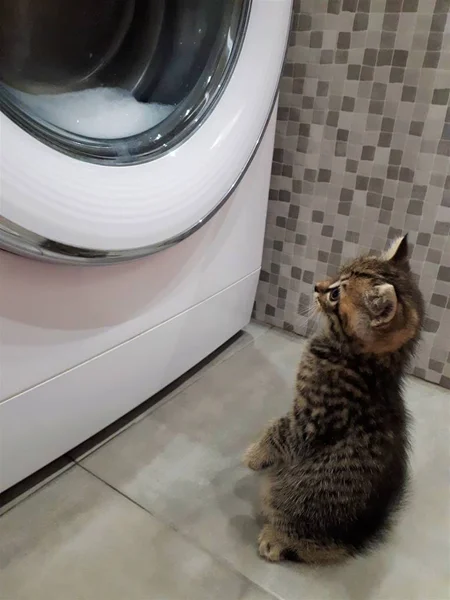 a little kitty sitting on its hind legs watching how things are washed in a washing machine