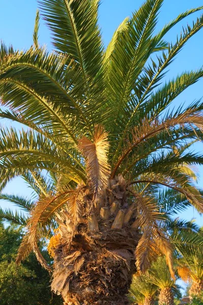 Palm Tree Blue Sky Background — Stock Photo, Image