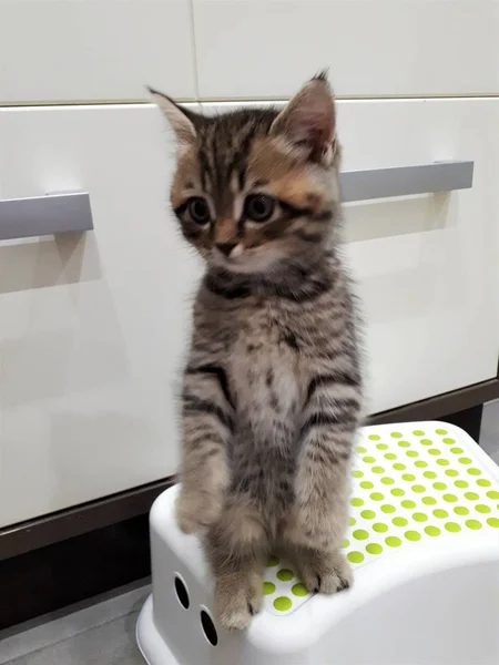 Close Kitten Sitting Stand — Stock Photo, Image