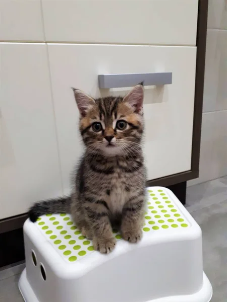 Primer Plano Gatito Sentado Soporte — Foto de Stock