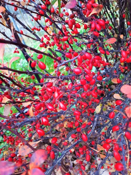 红色成熟的浆果落在棕色的灌木上 — 图库照片