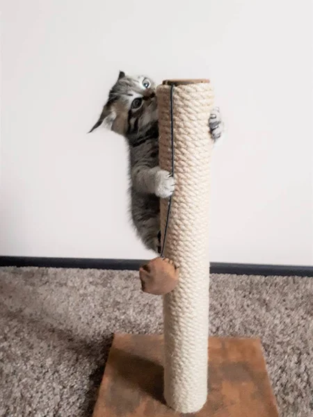 Kleines Kätzchen Spielt Mit Spielzeug Für Tiere — Stockfoto