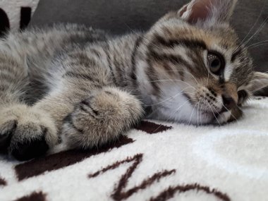  Kahverengi yastığın arkasındaki renkli kanepeye uzanan neşeli İskoç bir kedinin yakın çekimi.