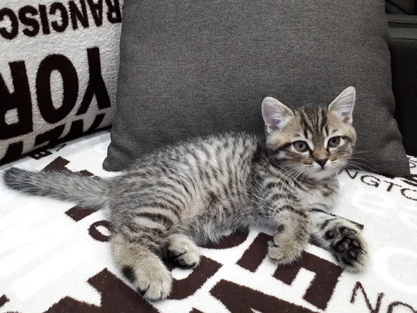 一只嬉闹的苏格兰小猫的特写 它躺在褐色枕头后面的一张彩色沙发上 — 图库照片