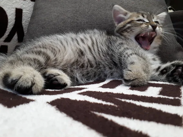 Nahaufnahme Eines Verspielten Schottischen Kätzchens Das Auf Einem Bunten Sofa — Stockfoto
