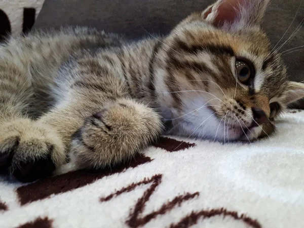 Close Gatinho Escocês Brincalhão Que Encontra Sofá Multi Colorido Atrás — Fotografia de Stock