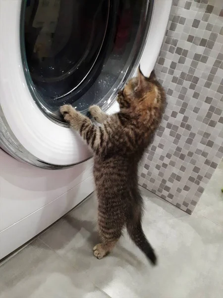 Çizgili Kedi Yavrusu Çamaşır Makinesinin Nasıl Çalıştığına Bir Bak — Stok fotoğraf