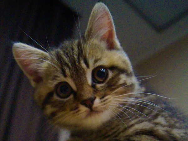 Close Playful Scottish Kitten — Stock Photo, Image