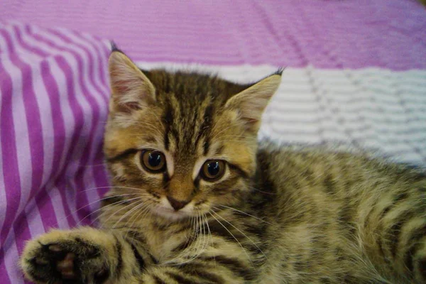 Close Gatinho Escocês Brincalhão — Fotografia de Stock