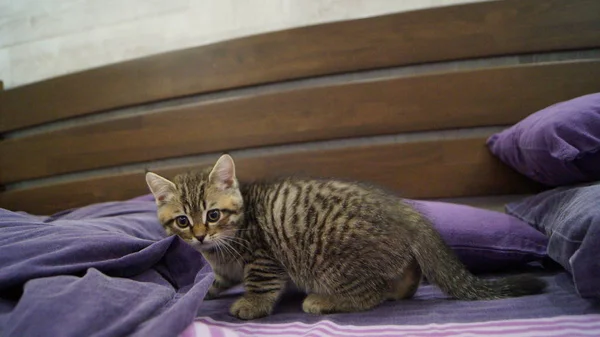 Primer Plano Gatito Escocés Juguetón — Foto de Stock