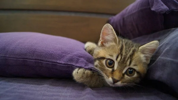 Primer Plano Gatito Escocés Juguetón —  Fotos de Stock