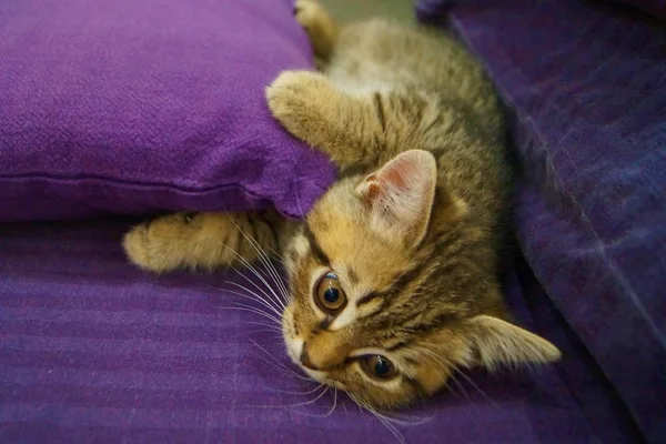 Close Gatinho Escocês Brincalhão — Fotografia de Stock