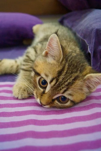 Primer Plano Gatito Escocés Juguetón —  Fotos de Stock