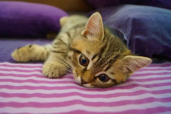 Close Gatinho Escocês Brincalhão — Fotografia de Stock