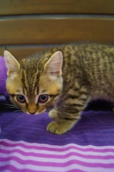 Primer Plano Gatito Escocés Juguetón —  Fotos de Stock