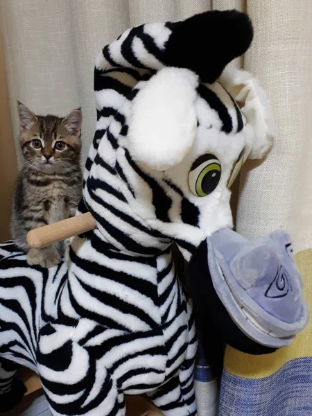 Skotské Kotě Sedící Hračce Zebra — Stock fotografie