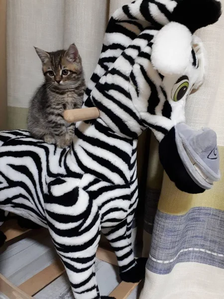 Gatinho Escocês Sentado Uma Zebra Brinquedo — Fotografia de Stock