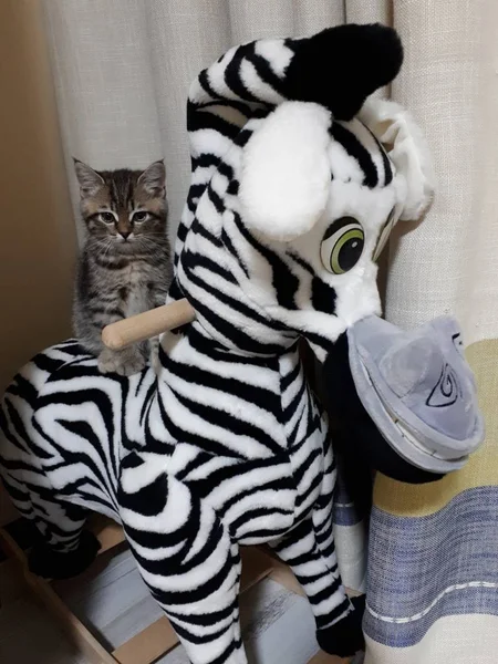Schottisches Kätzchen Sitzt Auf Einem Spielzeug Zebra — Stockfoto