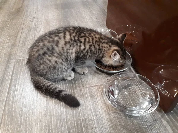 Close Comida Gato Placas Vidro Que Gatinho Raça Escocês — Fotografia de Stock