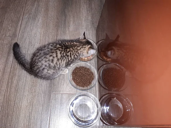 Cam Tabaklarda Kedi Mamasına Yakın Çekim Skoç Soyundan Bir Kedi — Stok fotoğraf