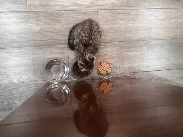 스코트 품종의 고양이가 유리판에 고양이 먹이를 클로즈업 — 스톡 사진
