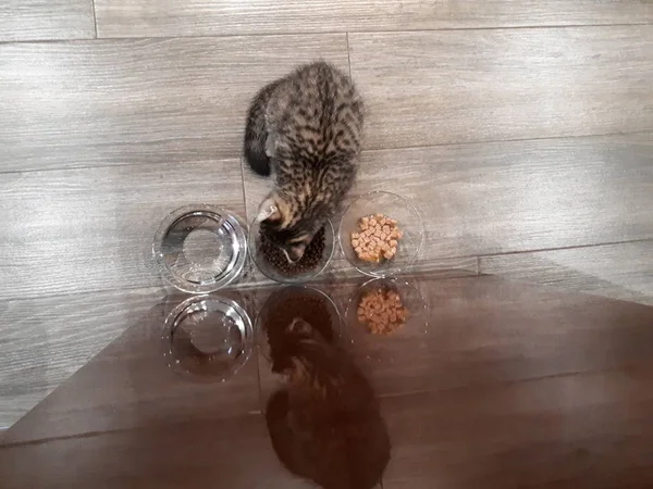 Close Comida Gato Placas Vidro Que Gatinho Raça Escocês — Fotografia de Stock