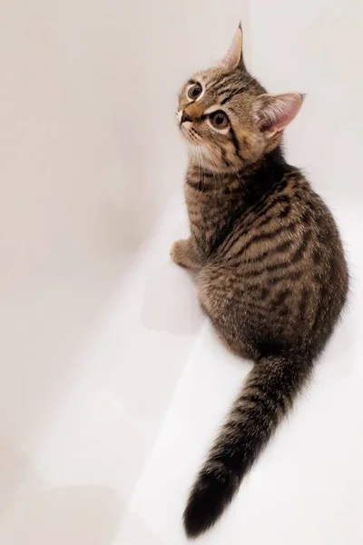 Soyut ışık / beyaz arkaplanda bir hayvanın, İskoç kedi yavrusunun yakın çekimi