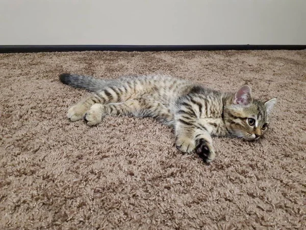 Gros Plan Animal Chaton Écossais Repose Sur Tapis Flottant Sur — Photo