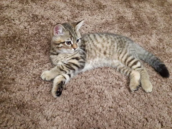 Gros Plan Animal Chaton Écossais Repose Sur Tapis Flottant Sur — Photo