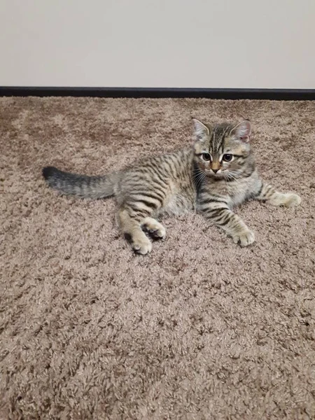 Primer Plano Animal Gatito Escocés Encuentra Una Alfombra Fleecy Sobre —  Fotos de Stock