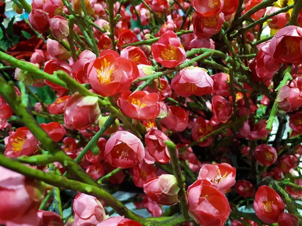 Γκρο Πλαν Τεχνητών Διακοσμητικών Φυτών Όμορφα Ζωντανά Πολύχρωμα Λουλούδια Πράσινα — Φωτογραφία Αρχείου