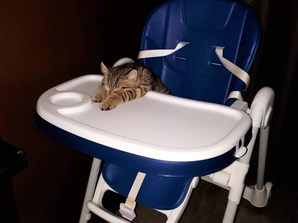 Közelkép Egy Állat Skót Cica Alszik Egy Etetőszéken — Stock Fotó