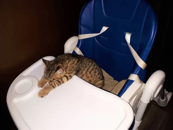 Close Animal Gatinho Escocês Dormindo Uma Cadeira Alta — Fotografia de Stock
