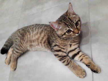 Açık porselen üzerinde uzanan İskoç bir kedinin yakın çekimi.