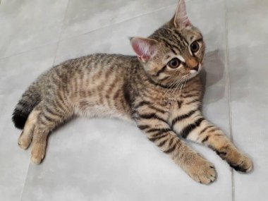 Açık porselen üzerinde uzanan İskoç bir kedinin yakın çekimi.