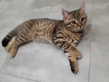 Açık porselen üzerinde uzanan İskoç bir kedinin yakın çekimi.