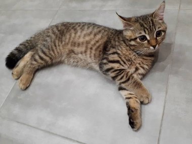 Açık porselen üzerinde uzanan İskoç bir kedinin yakın çekimi.