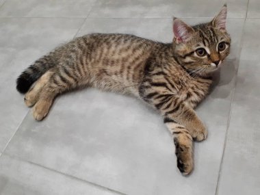 Açık porselen üzerinde uzanan İskoç bir kedinin yakın çekimi.